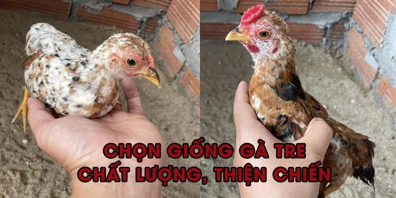 Thành bại tại giống gà ban đầu nên chủ nuôi cần đặc biệt chú ý yếu tố này